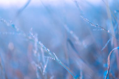 Çimen sapları kapanır. Çim makro dokusu soğuk mavi tonlarda. Kış doğası arka planda. Çimenler duvar kağıdı. Soğuk mevsimde bitkiler.