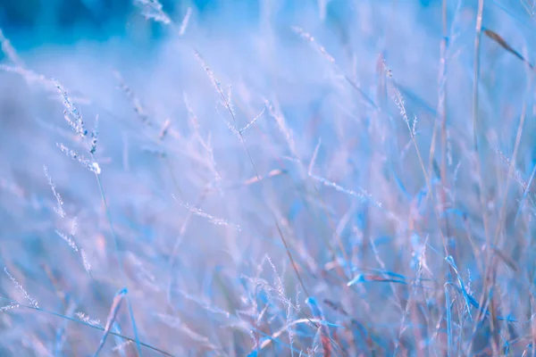 Polní Tráva Vyvěrá Tapet Chladně Modrým Tónem Zimní Příroda Pozadí — Stock fotografie