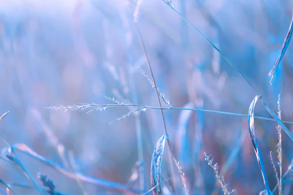 Winter Natuur Achtergrond Koude Blauwe Tinten Gras Stengels Close Veld — Stockfoto