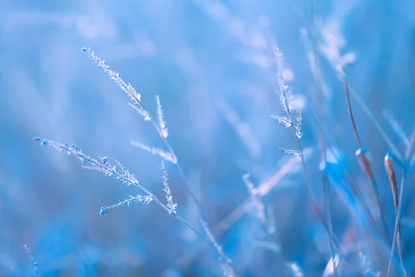 冷たい青のトーンで草のマクロテクスチャ 冬の自然を背景に草の茎が閉じています フィールド草茎壁紙寒い季節の植物 — ストック写真