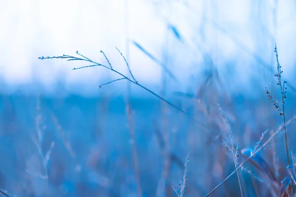 冷たい青のトーンで草 冬の自然を背景に草の茎が閉じています フィールド草茎壁紙寒い季節の植物 — ストック写真