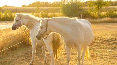  horses with white manes.White horse on a sunny windy day in a paddock.Farm animals.horse walks in a street paddock. Breeding and raising horses.Animal husbandry and agriculture concept.  clipart