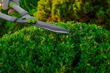 Bahçe yelkovanı ile budama kutusu. Bitki formasyonu konsepti için bir araç. Toprak budama. Ellerindeki bahçe makası bir kutu odun kesiyor. Yuvarlak ahşap şekilli, işiten ve şekillendiren bir kutu.