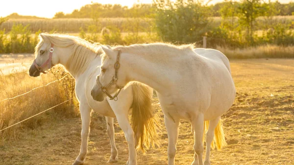 Koně Bílými Hřívami Bílý Kůň Slunečného Větrného Dne Paddocku Farmářská — Stock fotografie