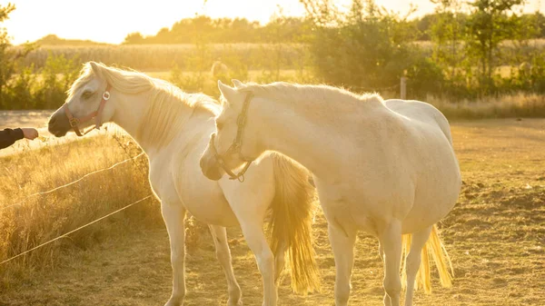 Pár Bílých Koní Bílý Kůň Slunečného Větrného Dne Paddocku Farmářská — Stock fotografie