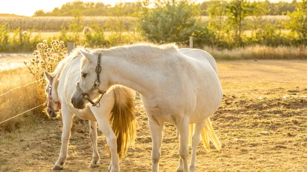Bílý Kůň Slunný Větrný Den Paddoc Farm Zvířat Kůň Chodí — Stock fotografie