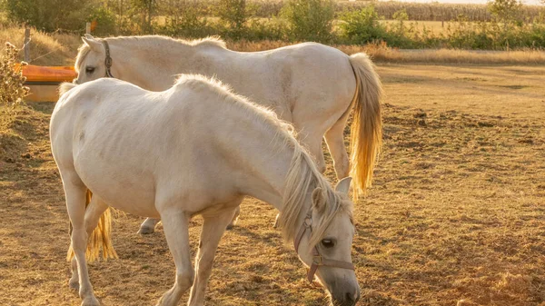 Bílý Kůň Padck Farm Zvířat Kůň Chodí Ulici Paddocku Chov — Stock fotografie