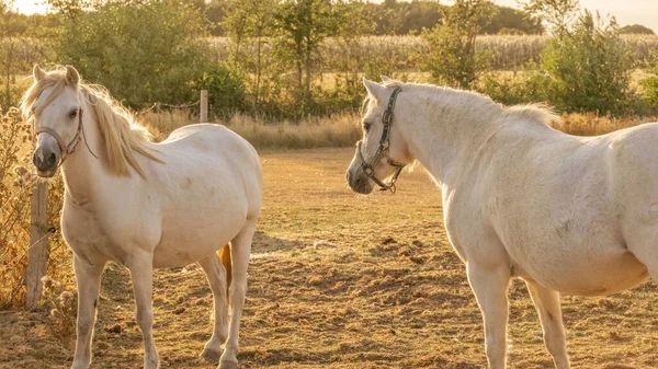 Bílí Koně Bílými Hřívami Kůň Slunný Větrný Den Paddoc Farm — Stock fotografie