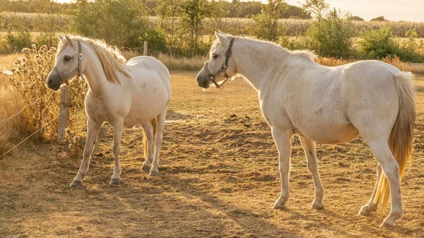 Chov Chov Koní Pár Bílých Koní Bílými Hřívami Bílý Kůň — Stock fotografie