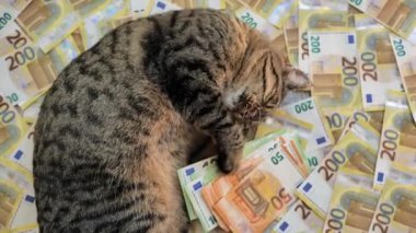 Kedi harcamaları. Avro banknotlarının üzerine kedi sızdırma. Avrupa 'da kedi beslemenin maliyeti. 4k görüntü