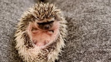 Gri kumaşların üzerinde pembe bir göbeği olan gri kirpi. Afrika beyaz karınlı kirpi. Kirpi duyguları. Beyaz lekeli gri kirpi. 4k görüntü