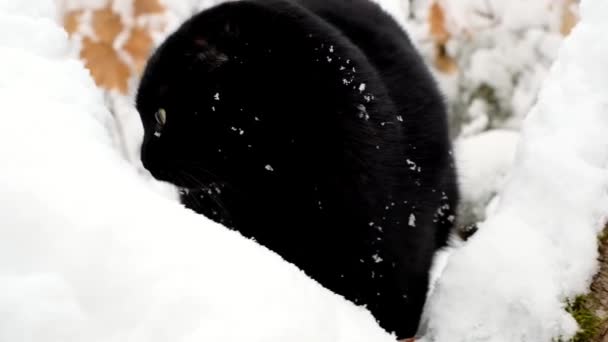 Schwarze Katze Portrait Wintergarten Katze Und Schnee Winterkatze Gehen Auf — Stockvideo
