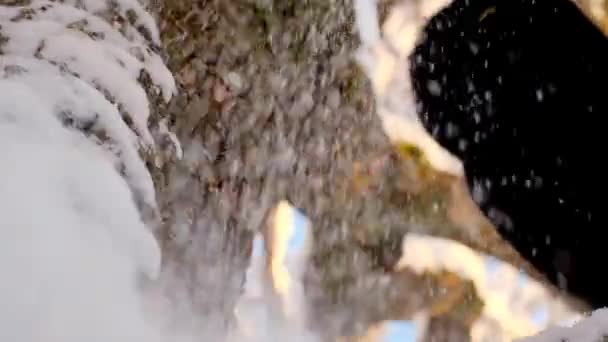 Černá Kočka Zimní Zahradě Domácí Mazlíčci Zimě Vysoce Kvalitní Záběry — Stock video