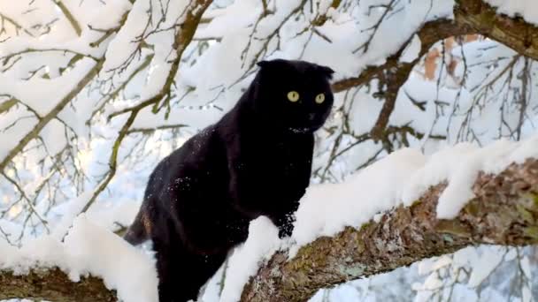 Gatto Nero Neve Gatto Cammina Rami Alberi Nevosi Animali Domestici — Video Stock