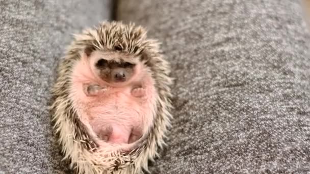 Baby Hedgehogs Little Серый Ёжик Розовым Животом Мягких Серых Fabrics — стоковое видео