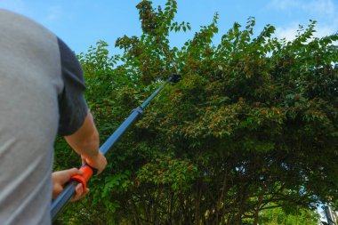 Teleskopik bahçe makası cennet arka planında yeşil dalları kesiyor. Bitki formasyonu kavramı. Budanma Aletleri. Bahçe tarım araçları..