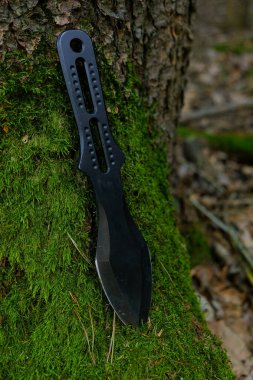 Siyah, güneşli bir ormanda, yosunlu bir kütüğe bıçak fırlatıyor. Spor ve hobi. Açık hava sporları..