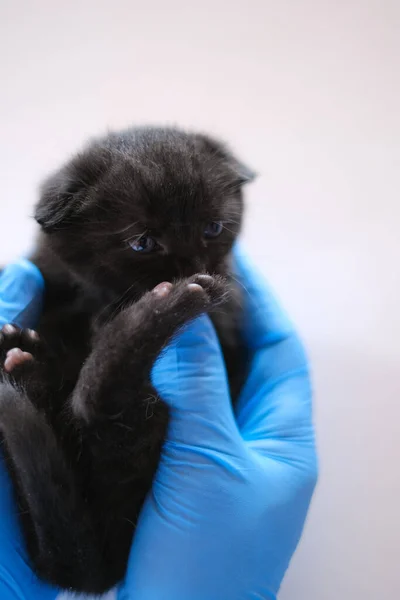 Medicine for animals.Kitten and veterinarian.Cat health.Black kitten in the hands of a doctor in blue medical gloves on a white table.Examining a kitten with a veterinarian.British shorthair kitten.
