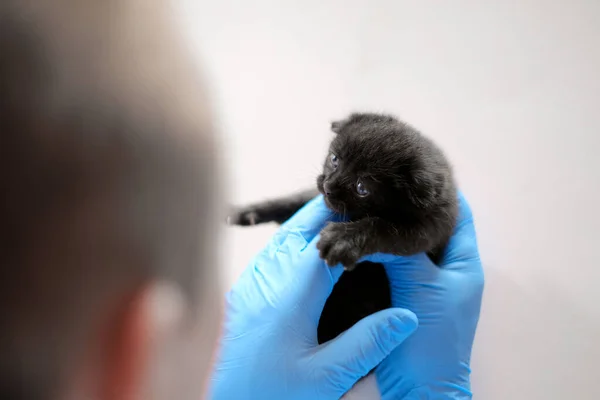 Kitten and veterinarian.Cat health. kitten with blue eyes in the hands of a doctor in blue medical gloves on a white table.Medicine for animals. Examining a kitten with a veterinarian.British