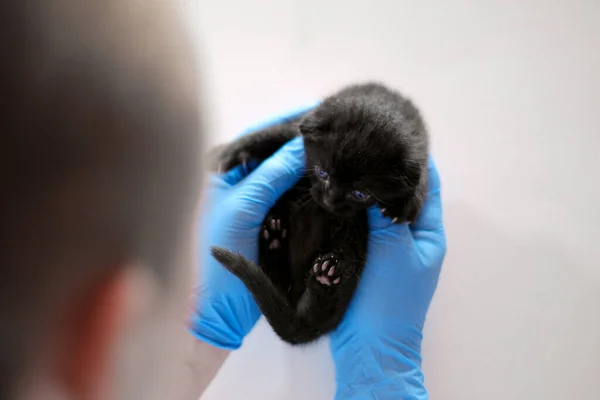 Kitten and veterinarian.Cat health.Black kitten with blue eyes in the hands of a doctor in blue medical gloves on a white table.Medicine for animals. Examining a kitten with a veterinarian.British