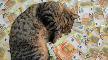 Kedi harcamaları. Avro banknotlarında çizgili kedi. Avrupa 'da kedi beslemenin maliyeti. Yüksek kalite 4k görüntü