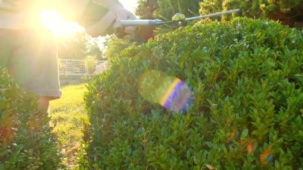 Boxwood Tăiere Topiary Tăiat Boxwood Foarfece Grădină Imagini Înaltă Calitate — Videoclip de stoc