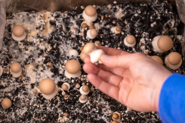 Şampiyon mantar kutusu. Toprağa mantar. Büyüyen ve toplayan şampiyonlar. Yakından kahverengi mantarlar. Evinde mantar yetiştiriyor.