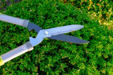 Bitkileri kesmek için bahçe makası. Bahçedeki kırkma bitkileri. Boxwood yuvarlak şekli. Bitki oluşumu konsepti için bir araç. Toprak budama. Boxwood şekillendirme.