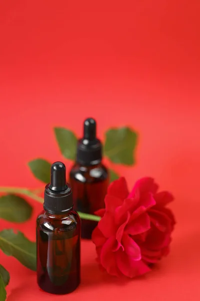 Rose essential oil and red rose on red background.Aromatherapy and cosmetics concept.Organic natural rose oil.Organic bio cosmetics