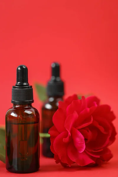 Rose essential oil in brown glass bottles set and red rose on red background.Aromatherapy and cosmetics concept.Organic natural rose oil.Organic bio cosmetics