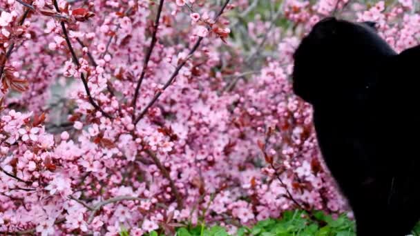 Gatos Primavera Gato Negro Emocional Jardín Floreciente Primavera Mascotas Gato — Vídeos de Stock