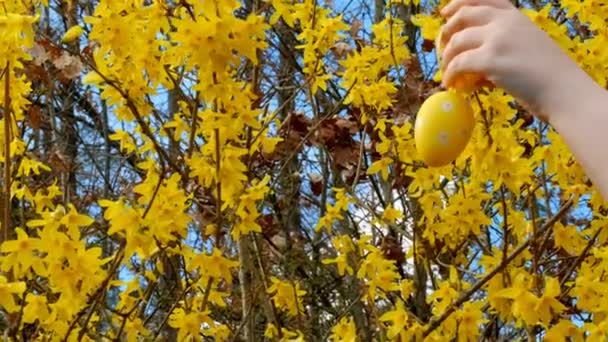 イースターツリーを飾る イースターの伝統 子供はイースターの装飾卵で庭を飾ります 春の宗教的な休日 黄色の枝に装飾的な卵を掛けます — ストック動画