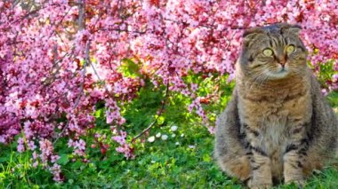 Baharda güneşli bir baharda çiçek açan kedi. Baharda kediler. Yüksek kalite 4k görüntü