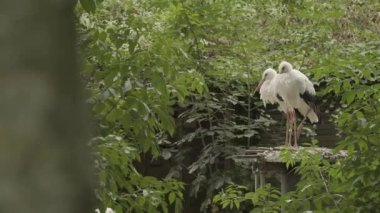 Rüzgarlı havada yuvada bir çift leylek. Rezervlerde siyah-beyaz leylekler. Parktaki yuvaya yakın olan leylekler. 4k görüntü