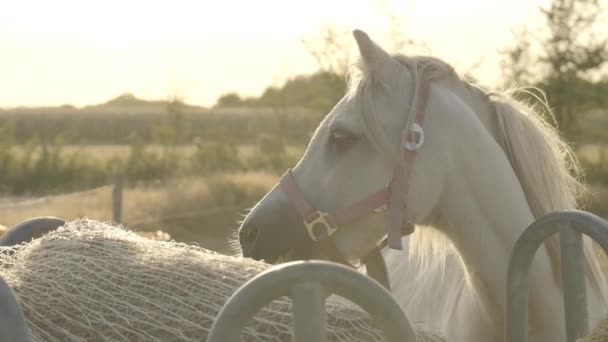 Biały Koń Białą Grzywą Portret Bliska Słoneczny Wietrzny Dzień Zwierzęta — Wideo stockowe