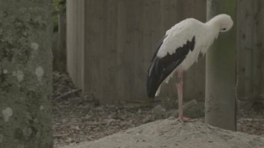 Siyah ve beyaz leylekler rüzgarlı havada yedekte. Kuşlar için yaşam alanı. Kuş barınağı. 4k görüntü