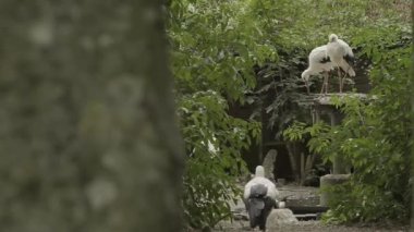 Rüzgarlı havada yuvada bir çift leylek. Rezervlerde siyah-beyaz leylekler. Parktaki yuvaya yakın olan leylekler. 4k görüntü