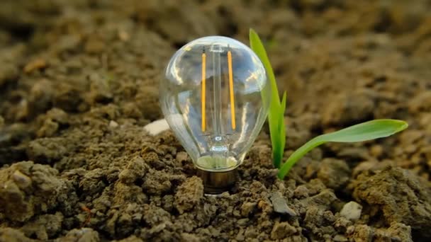 Green Energy Concept Light Bulb Green Sprout Ground Ecology Energy — Stock Video