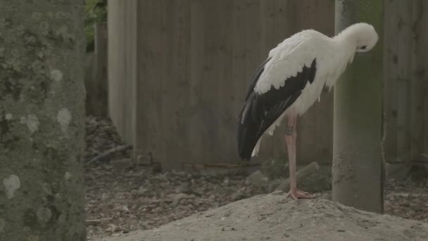 Black White Large Stork Reserve Windy Weather Habitat Birds Bird — Stock Video