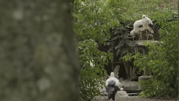 Rüzgarlı Havada Yuvada Bir Çift Leylek Rezervlerde Siyah Beyaz Leylekler — Stok video