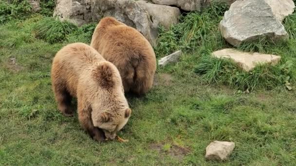 Dois Ursos Ursos Peludos Marrons Caminham Grama Verde Par Ursos — Vídeo de Stock