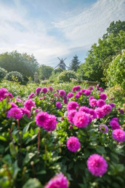 Park ve yel değirmeni. Güzel bir parktaki mor yıldız çiçekleri. Güzel manzaralı halka açık bir park.