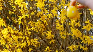 Paskalya geleneği. Çocuk bahçeyi paskalya dekoratif yumurtalarıyla süslüyor. 4k görüntü