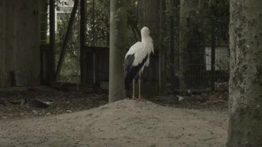 Siyah ve beyaz leylekler rüzgarlı havada yedekte. Kuşlar için yaşam alanı. Kuş barınağı. 4k görüntü