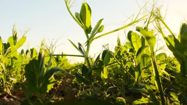 太陽の下で緑のエンドウ豆の植物 エンドウ豆畑 エンドウ豆の栽培 生態系の純粋なバイオ野菜タンパク質 植物の成長と農業コンセプト 4K映像 — ストック動画
