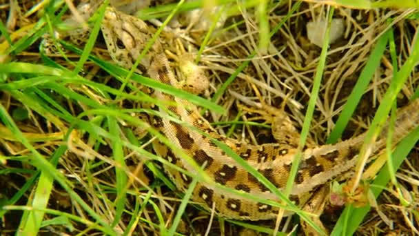 Zbliżenie Jaszczurki Rana Szarpana Gady Zwierząt Płaskonabłonkowego Porządku Zielonej Trawie — Wideo stockowe