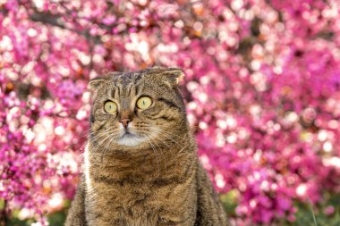 Güneşli baharda açan bahçede İskoç kedisi. Tekir kedi ve pembe çiçekli ağaç gün ışığında