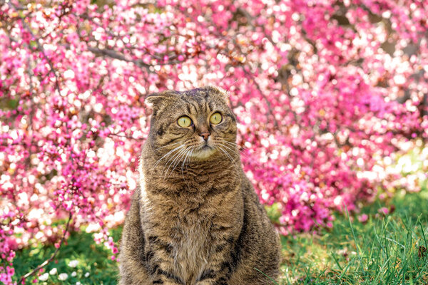 Cats in the spring.Scottish fold gray cat in a sunny spring blooming garden.