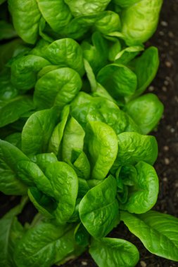 Romaine marulu. Bahçenizden taze bitkiler ve sebzeler. Marul bitkisi yere yakın planda. Kendi bahçenizde saf biyolojik sebzeler yetiştiriyorsunuz..