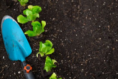  Bahçe kepçesi ve Romaine marul fideleri yerde. Marul fabrikası yere yakın planda. Bahçenizde saf biyo-sebzeler yetiştiriyorsunuz. Bahçe ve tarım manzarası..